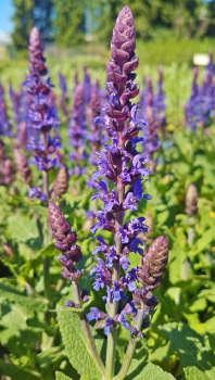 Garten-Salbei Ostfriesland